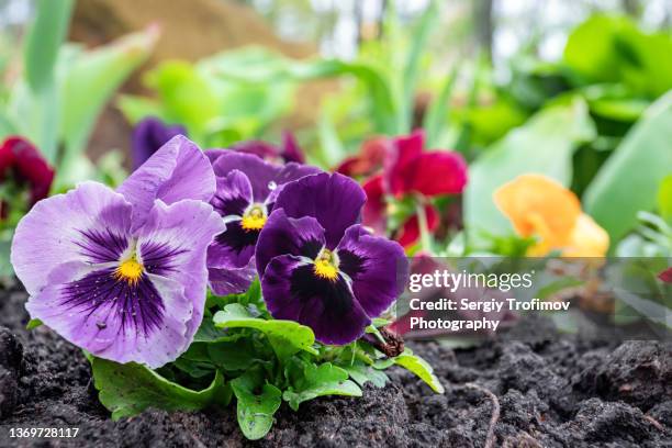 violet flowers in a soil at spring garden - pansy fotografías e imágenes de stock