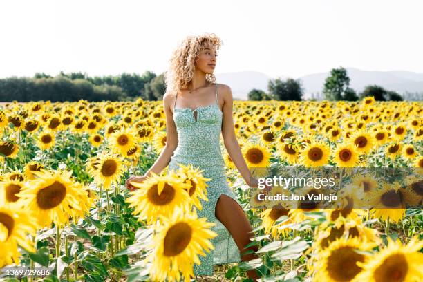 young woman posing and looking to side in a sunflower field - postureo fotografías e imágenes de stock