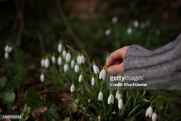 a child's hand reaching towards springtime snowdrops growing in a back yard. - snowdrops stock-fotos und bilder