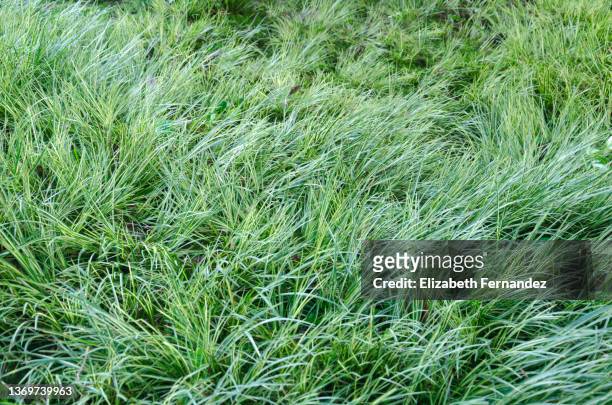 carex montana, also called mountain or soft-leaved sedge - sedge stock pictures, royalty-free photos & images
