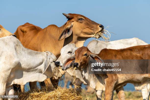 buffalo and cow ox eat dry grasses in the field among the mountain. - eating cereal stock pictures, royalty-free photos & images