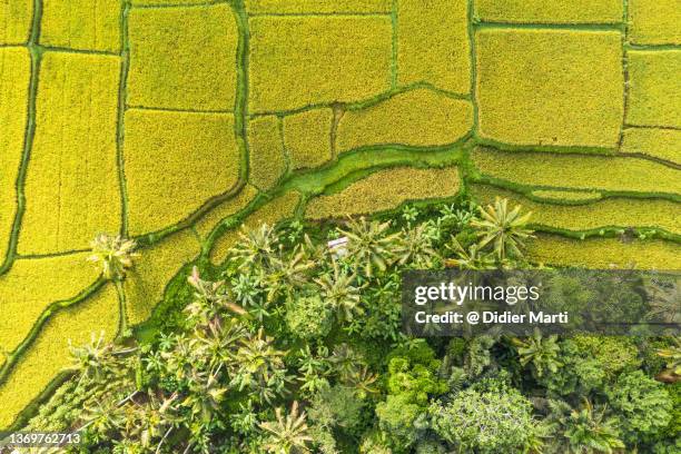 overhead aerial view of terraces rice paddies in the countryside near ubud in bali in indonesia - ubud rice fields stock pictures, royalty-free photos & images