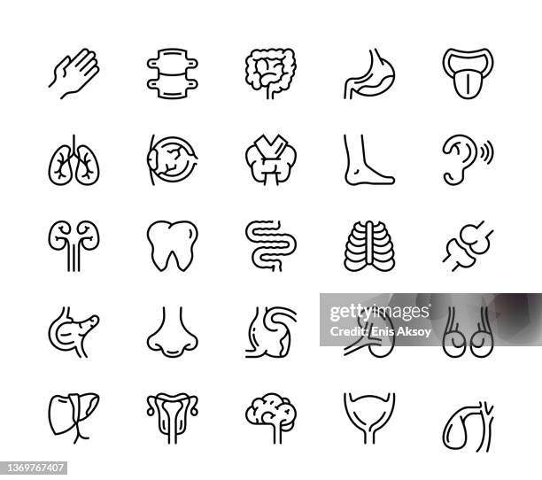 ilustraciones, imágenes clip art, dibujos animados e iconos de stock de iconos de órganos humanos - vesícula biliar