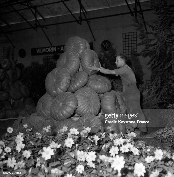 Montagne de citrouilles à l'exposition 'Fleurs et Fruits' de France, le 22 octobre 1953, à Paris.