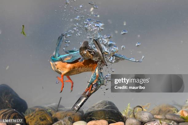 kingfisher fishing underwater - kingfisher stock pictures, royalty-free photos & images