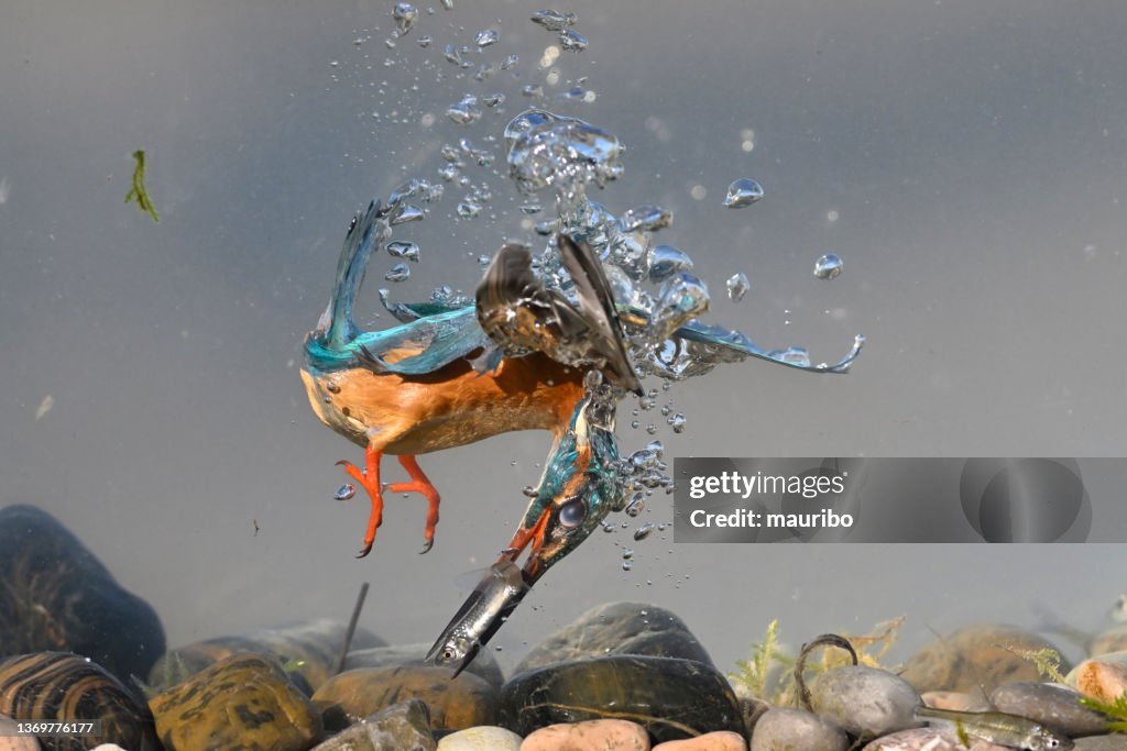 Kingfisher fishing underwater