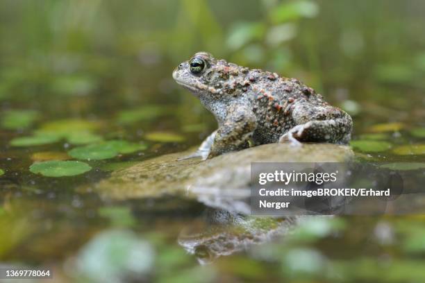 natterjack toad (bufo calamita), emsland, lower saxony, germany - calamita fotografías e imágenes de stock