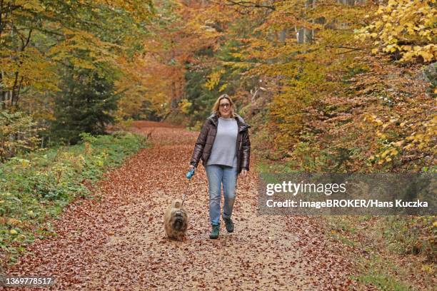 woman walking in autumn forest with dog on leash, bavarian forest, bavaria, germany - bavarian forest stock pictures, royalty-free photos & images