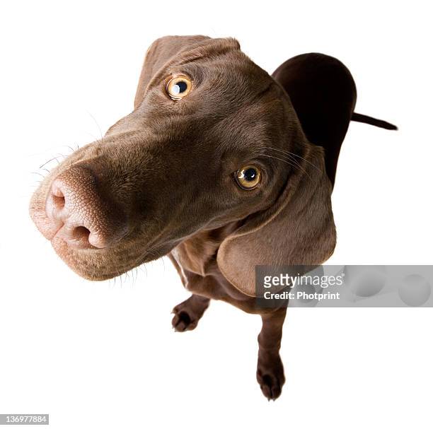 perplex puppy - big nose 個照片及圖片檔