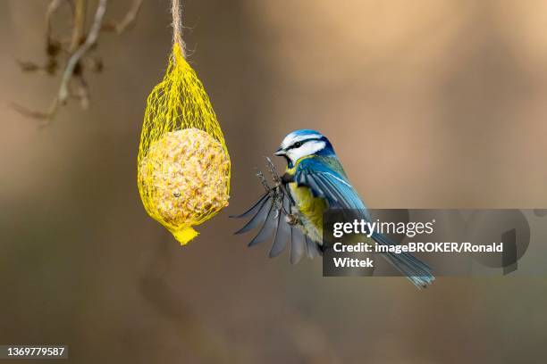 blue tit (cyanistes caeruleus) flies at a tit dumpling, wildlife, germany - bird seed stockfoto's en -beelden