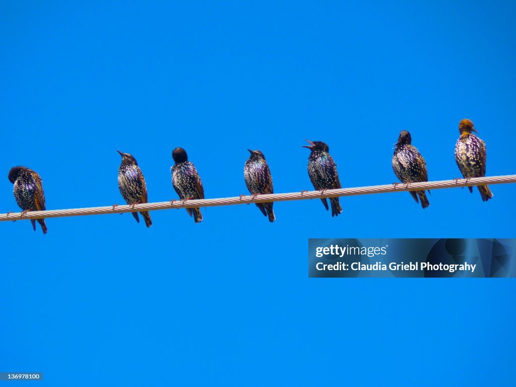 Birds on electric line