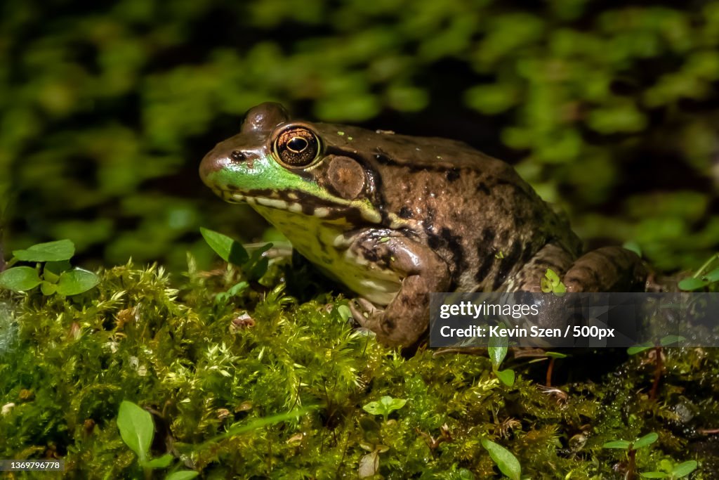 American Bullfrog Lithobates catesbeianus,Close-up of bullcommon frog on field,Tifft Nature Preserve,United States,USA