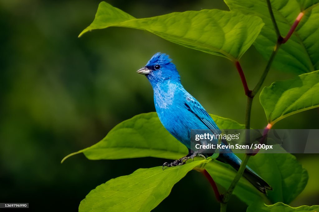 Indigo Bunting Passerina cyanea,Close-up of songbird perching on plant,Cazenovia Park,United States,USA
