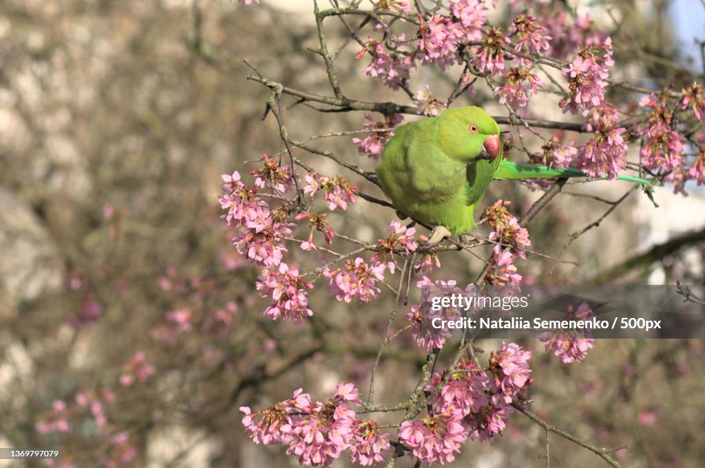 Parakeet on a blossoming cherry tree,London,United Kingdom,UK