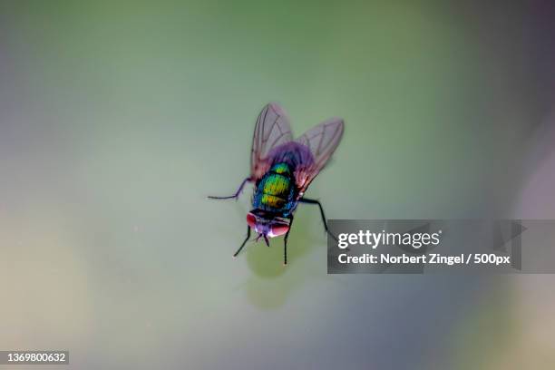 fly iv,close-up of insect on plant,essen,germany - zweiflügler stock-fotos und bilder