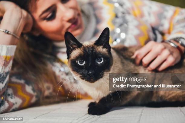 mujer joven con su gato siamés - gato siamés fotografías e imágenes de stock