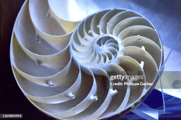 chambered nautilus - nautilus stockfoto's en -beelden