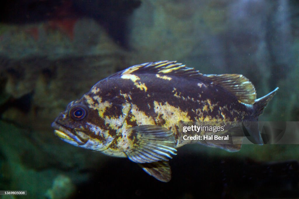 Copper Rockfish