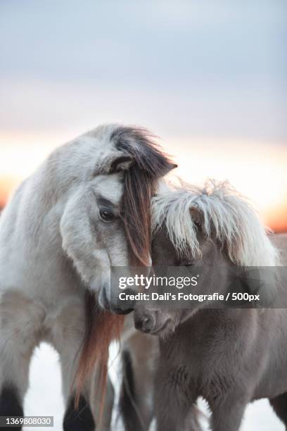horse photo dalisfotografie,close-up of icelandic horses,netherlands - pony stock pictures, royalty-free photos & images