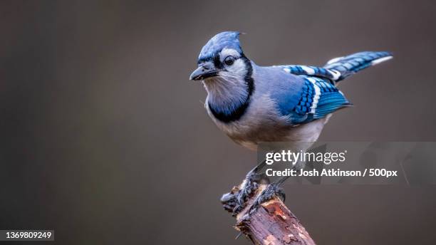 blue jay,close-up of blue jay perching on branch,marietta,ohio,united states,usa - jays stock-fotos und bilder