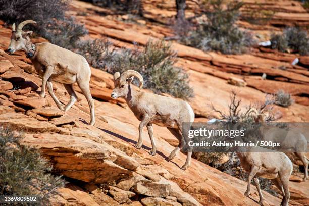 big horn sheeps,high angle view of goats on rock - bighorn sheep stockfoto's en -beelden