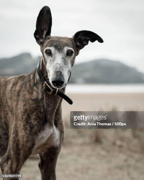 en la playa k,portrait of greyhound standing on field against sky,vizcaya,spain - greyhounds imagens e fotografias de stock