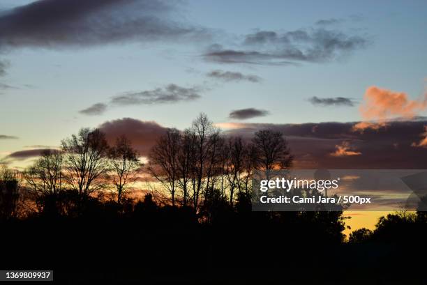 siluetas al atardecer,silhouette of trees against sky during sunset,cunco,chile - siluetas stockfoto's en -beelden