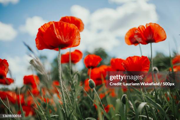 red poppies,close-up of red poppy flowers on field against sky,bear lake,united states,usa - coquelicot photos et images de collection