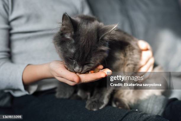 the kitten eats food from the hand. - cat eating stock pictures, royalty-free photos & images