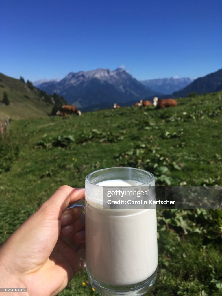Glass of fresh milk in front of alpine meadow with cows and mountain backdrop