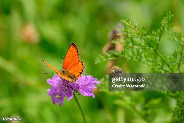 scarce copper butterfly pollinating on purple flower at vanoise national park, france - parque nacional vanoise fotografías e imágenes de stock