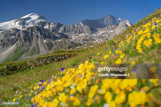 snow covered grande casse rock formations at vanoise national park, france - vanoise national park stock pictures, royalty-free photos & images