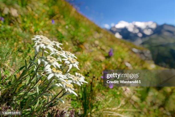 edelweiss white flowers in field on sunny day, vanoise national park, france - edelweiss stock pictures, royalty-free photos & images