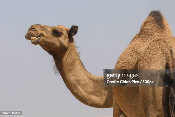camels in the desert wildlife,low angle view of dromedary camel against clear sky - dromedar stock-fotos und bilder