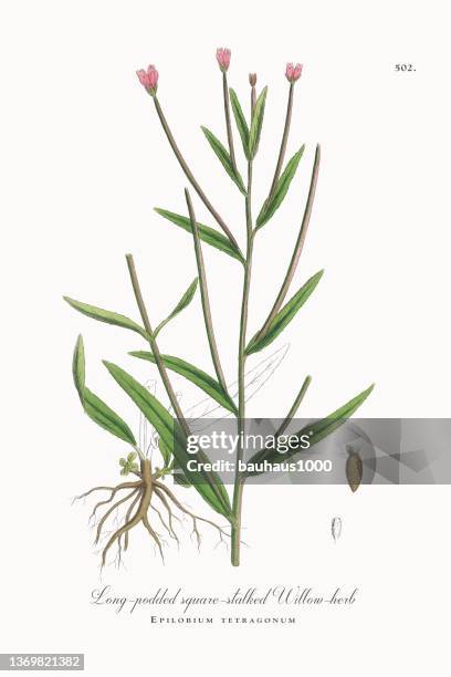 long-podded square-stalked willow-herb, epilobium tetragonum, victorian botanical illustration, 1863 - nasturtium stock illustrations