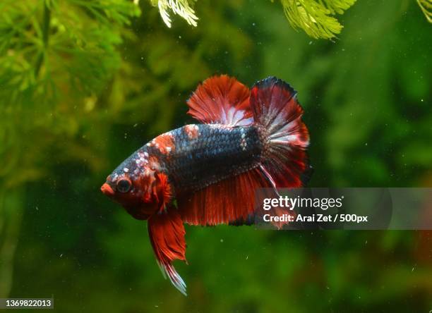 ikan cantik,close-up of siamese fighting fish swimming in tank - siamese fighting fish fotografías e imágenes de stock