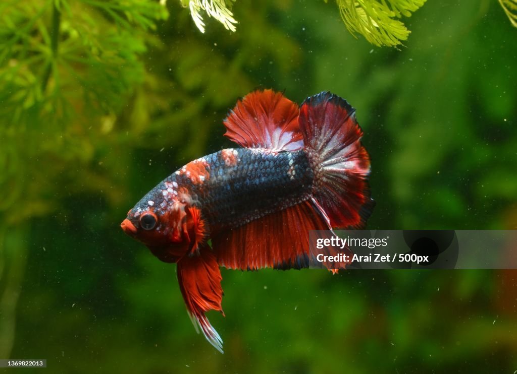 Ikan cantik,Close-up of siamese fighting fish swimming in tank