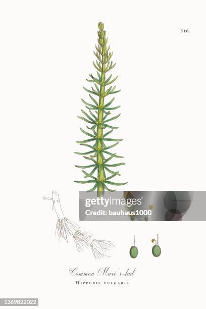 common mare's-tail, hippuris vulgaris, victorian botanical illustration, 1863 - nasturtium stock illustrations