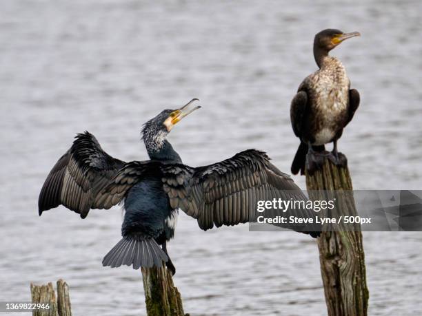 young cormorants,close-up of birds perching on lake,new forest district,united kingdom,uk - water bird stock pictures, royalty-free photos & images