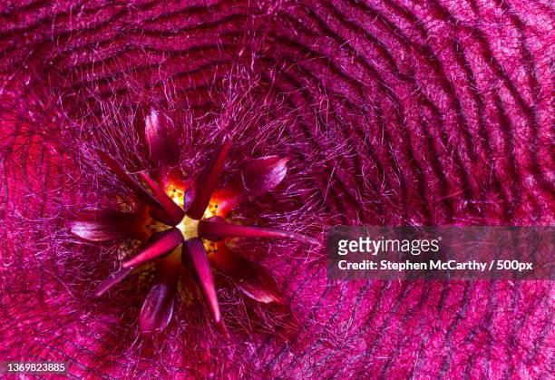red flower,full frame shot of purple flowering plant - fibonacci stock pictures, royalty-free photos & images