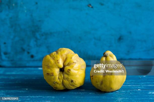 studio shot of two ripe quinces lying on blue wooden surface - kvitten bildbanksfoton och bilder