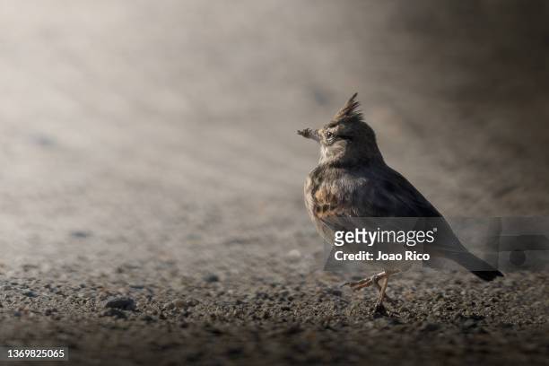 crested lark - galerida cristata stock pictures, royalty-free photos & images