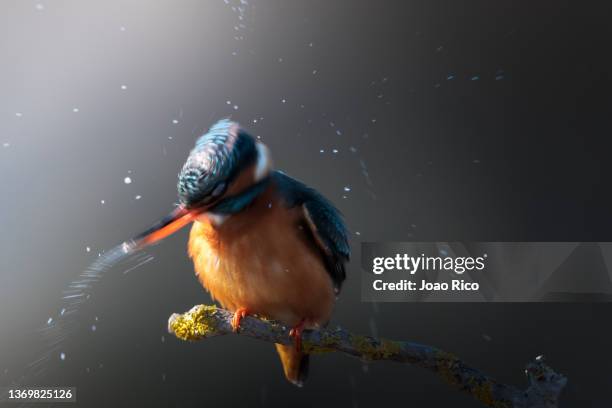 kingfisher female - kingfisher river stock pictures, royalty-free photos & images
