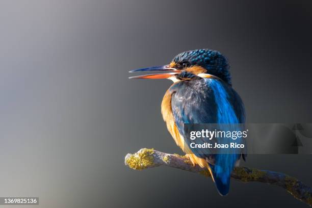 kingfisher - kingfisher river stock pictures, royalty-free photos & images