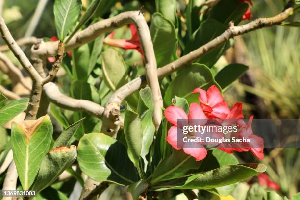 desert rose flower (adenium) - adenium obesum stock pictures, royalty-free photos & images