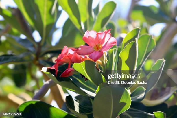 desert rose in bloom - adenium obesum stock pictures, royalty-free photos & images