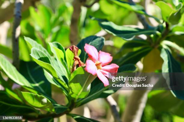 bright desert rose flower (adenium) - rosa rock stock pictures, royalty-free photos & images