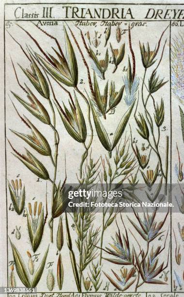 Oats ears and seeds analyzed and dissected. Classis III, Triandria, Gramina, plate 7. From the treatise 'Tabulae phytographicae', by Johannes Gessner...