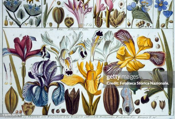 Iris flowers of various colors, dissected and analyzed with seeds and other parts. Classis III triandria, Monogynia, Floribus Spathaceis...