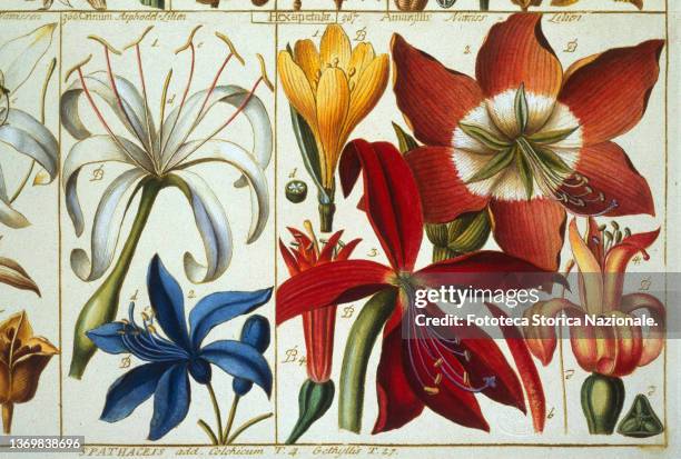 Amaryllis flowers and seeds whole and dissected. Classis VI, Hexandria monogyniae, plate 23. From the treatise 'Tabulae phytographicae', by Johannes...
